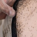 Unexpected Early Signs Of A Bed Bug Infestation