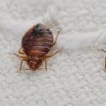 The Battle of Bed Bugs and Roaches: Which is Harder to Eliminate?