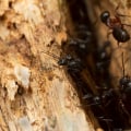 The Most Destructive Pests and How to Protect Your Property