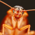 The Most Feared Insect: A Pest Control Expert's Perspective