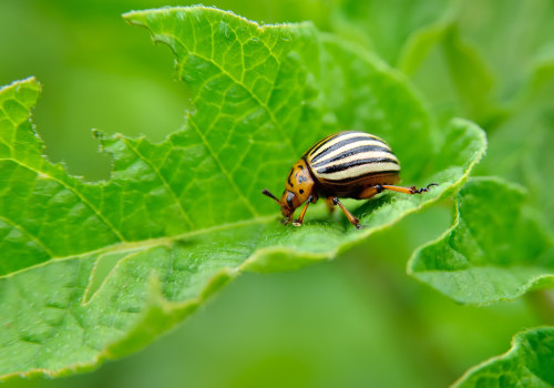 The Most Dangerous Pests and How to Protect Against Them